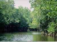 mimpian jadi img mangrove