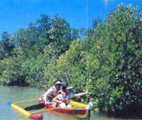 mimpian jadi img mangrove