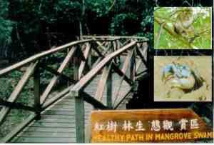mimpian jadi img mangrove